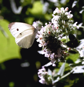 WHITE BUTTERFLY